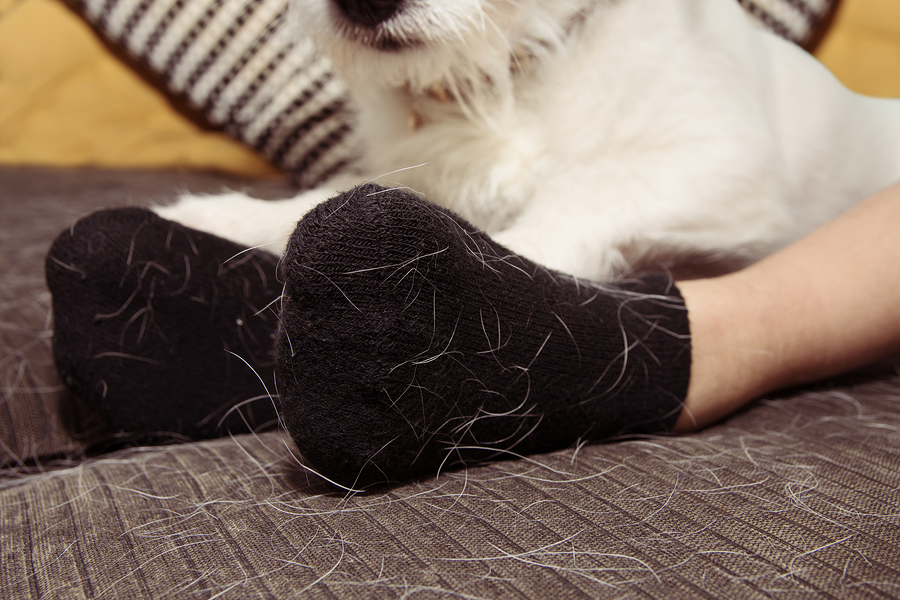 Remove Pet Hair from Your House with Liquid Fabric Softener & Vacuum Cleaners