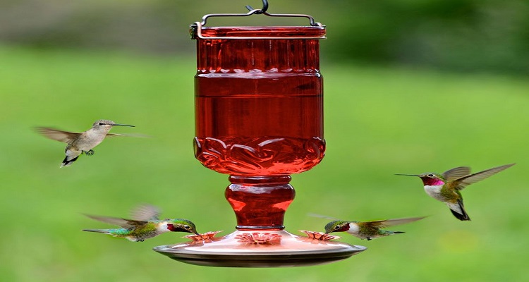What Is The Best Food To Place In A Hummingbird Feeder?