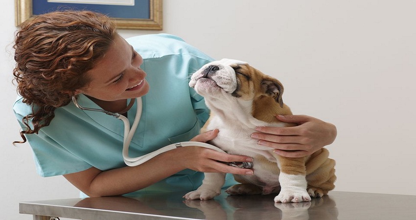 Tips to Find a Perfect Veterinarian for Your Dog