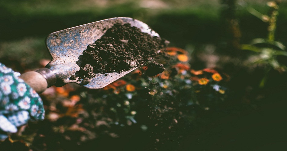 Importance of Soil for Your New Garden Foundation