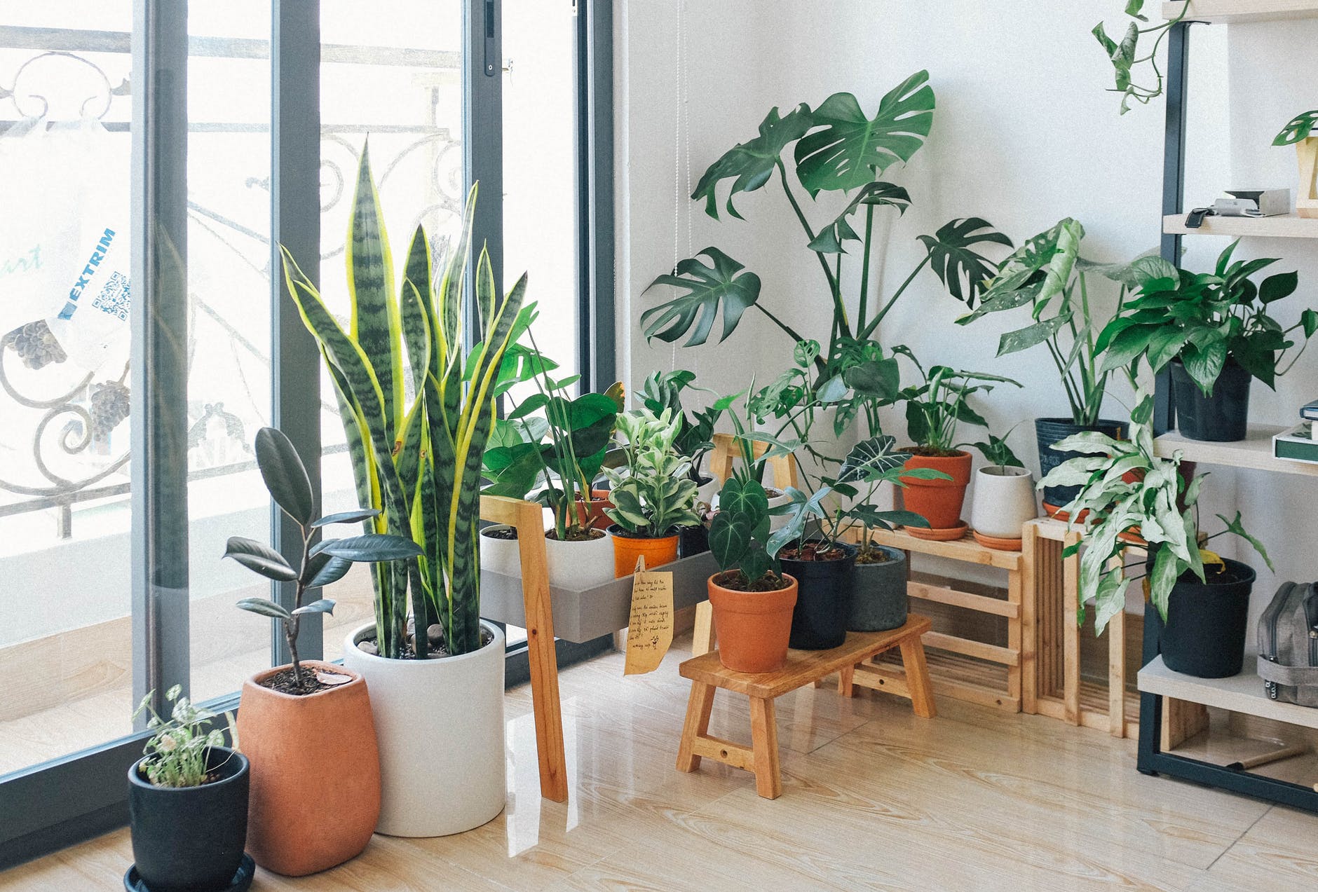 Most Demanding Indoor Plants to Liven Up Your Home Decor