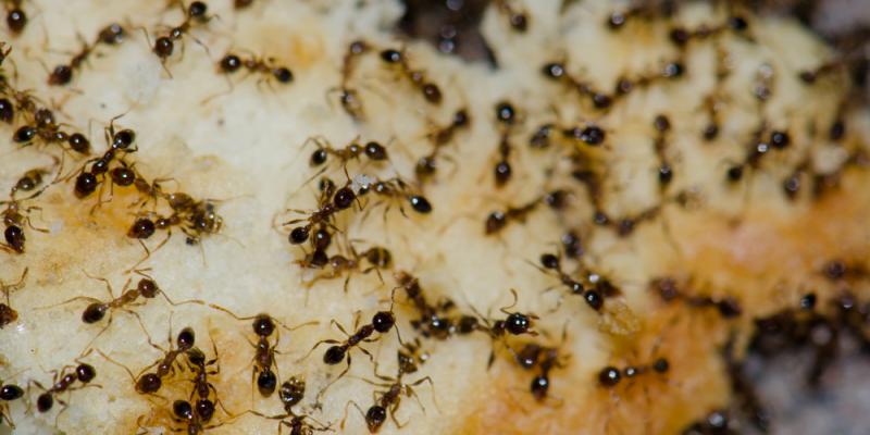 Is Spraying the Best Option to Deal with Ant Infestation?
