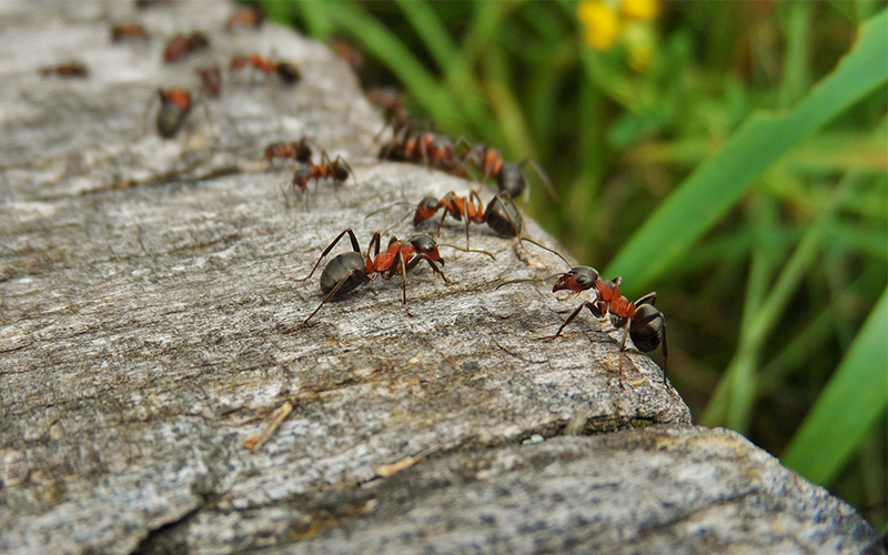 How to Kill Different Types of Ants?
