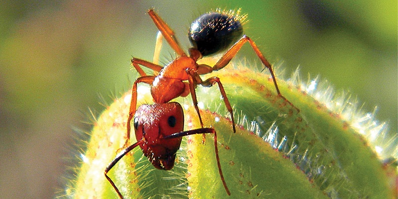 Effective Remedies to Eliminate the Ants
