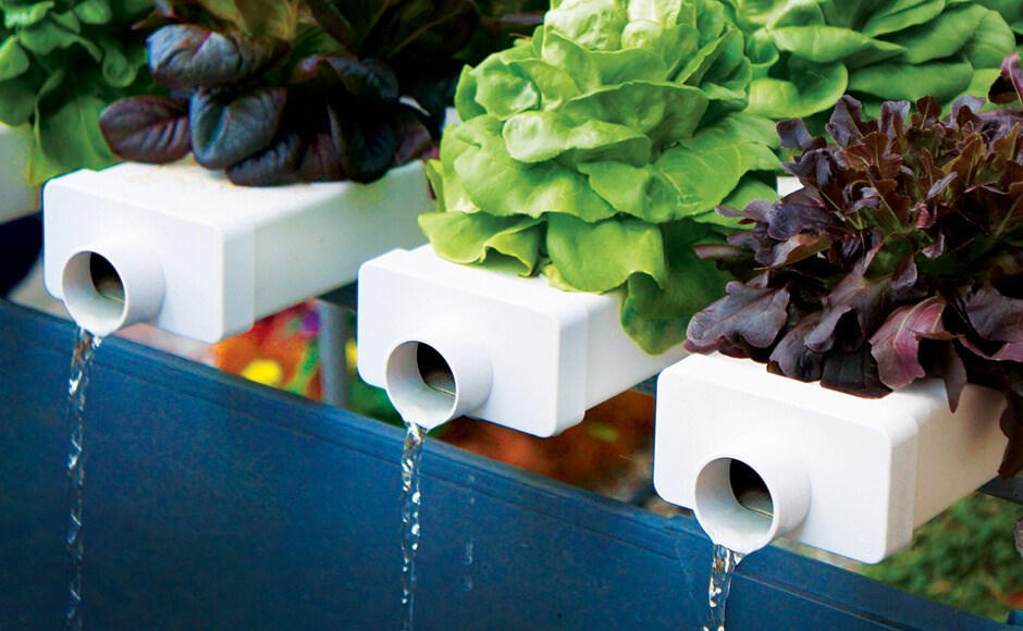 Learn Steps to Build Your Own Hydroponic System – Part 1