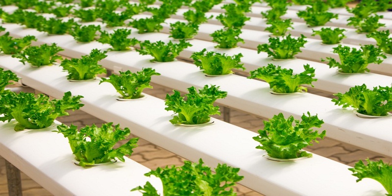 4 Important Points about Hydroponic Systems