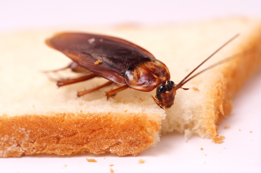 Types of Poisons to Kill the Roaches