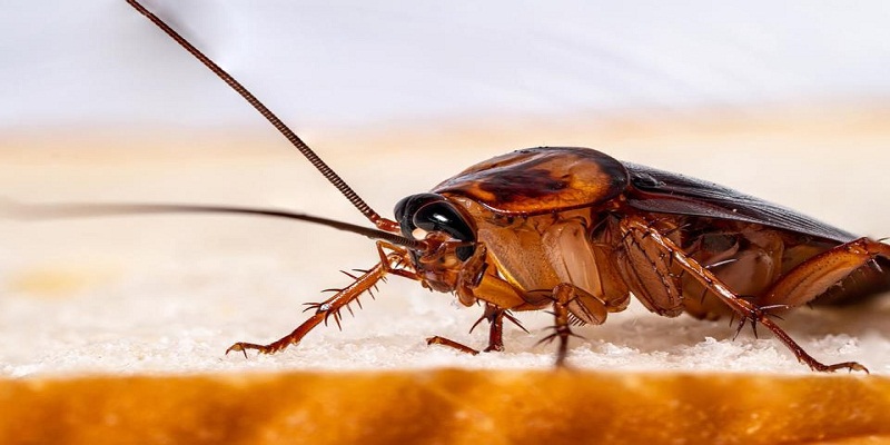 Effective Ways to Kill Roaches