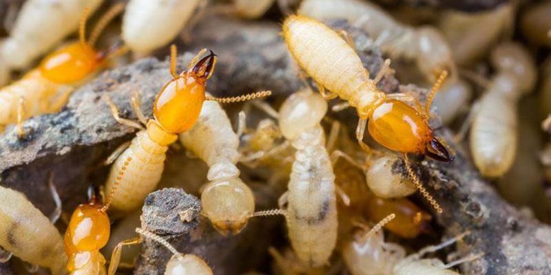 The Difference between Termites and Ants