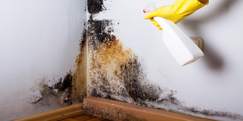 A Brief Guide to Home Mold Removal